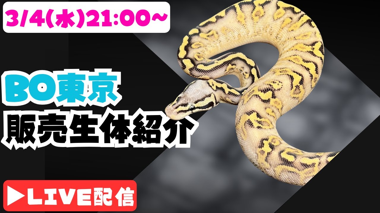 生体紹介ライブ！【東京BO】