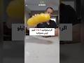 ۷ عادت برای کاهش وزن آموزشی سلامتی 