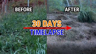 Timelapse Chicken Coop Run Transformation | Why you should Free Range your Chickens