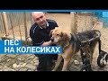 Ярославль: пес на колесиках #shorts