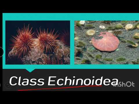 Class echinoidea | Echinoderms