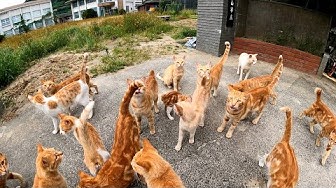 感動猫動画 Youtube