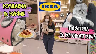 УРА! КОТ КЕВИН В ИКЕА ВПЕРВЫЕ! ПРОБУЕТ ЕДУ ИЗ КАФЕ ИКЕА! С котом вход разрешён!