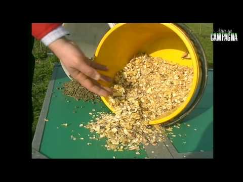 Video: Conigli: Allevamento, Allevamento, Alimentazione, Cura