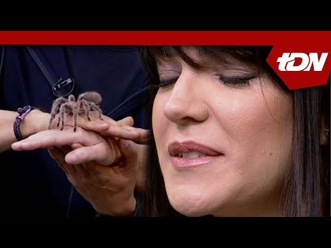 Vídeo: Miedo A Las Arañas: Tratamientos Y Cómo Hacer Frente