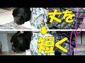 犬用の袴をフレンチブルドッグのサイズにお直し詳しく解説