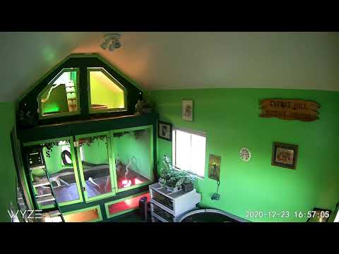 Wyze Cam Captures Pet Python Around Window!!!!