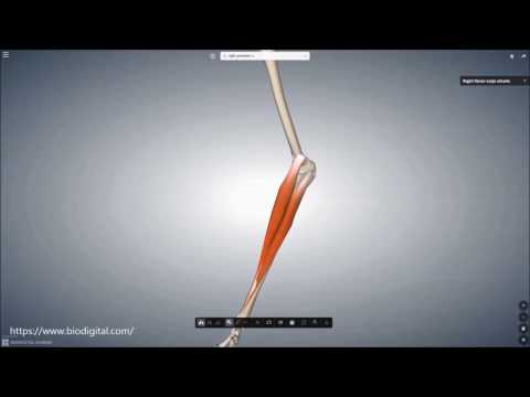 Vidéo: Origine, Fonction Et Anatomie Du Muscle Flexor Carpi Ulnaris - Cartes Corporelles