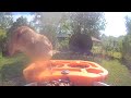 Bird 🐦 Video afternoon today 