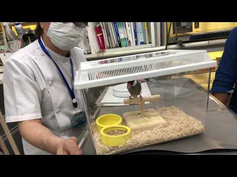 (1) Examination and consultation for Tsukune, a 5-month-old Java Sparrow who can't fly but has a ...