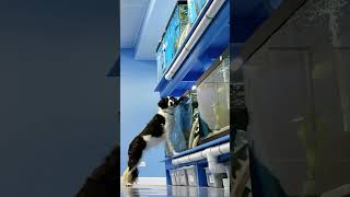 do dogs like fish?