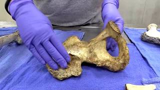 How Maricopa County Medical Examiner's Office identifies 800 unidentified remains a year