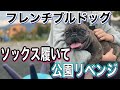 【元保護犬フレブル】…快適！おさんぽソックス！…足の負傷から２週間…【愛犬】フレブルの公園リベンジ！…