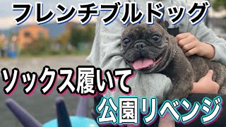 【元保護犬フレブル】…快適！おさんぽソックス！…足の負傷から２週間…【愛犬】フレブルの公園リベンジ！…