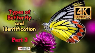Types of Butterfly - Part 3 4K