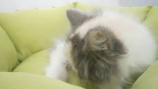 500506　サイベリアン