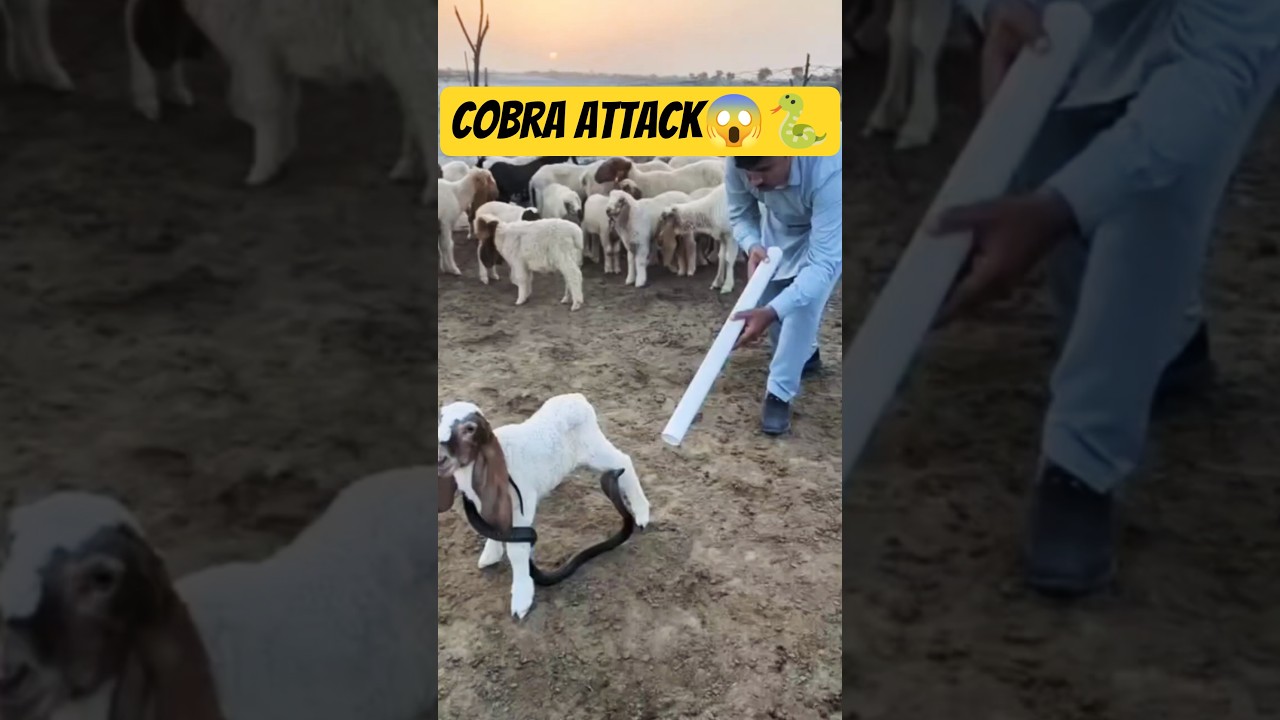 When a cobra wraps around a goat 🐍😱🐐