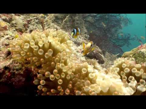 Video: ¿Qué son las anémonas de mar?