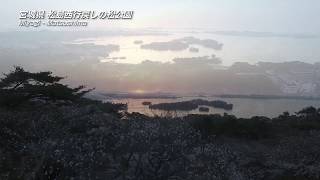 【日本の桜】宮城県　松島・西行戻しの松公園