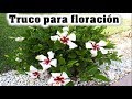 TRUCO para que tus HIBISCOS tengan abundante FLORACIÓN y Mantenga la forma que deseas