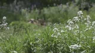 Extreme Storms - City of Ann Arbor Climate Adaptation Video