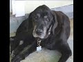 Bunter, my dog