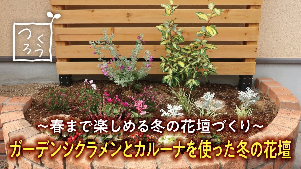 春まで楽しめる冬の花壇づくり ガーデンシクラメンとカルーナを使った冬の花壇 Youtube