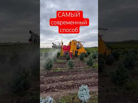 🌲Самая СОВРЕМЕННАЯ обработка