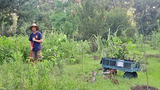 How to Start a Food Forest the Easy Way