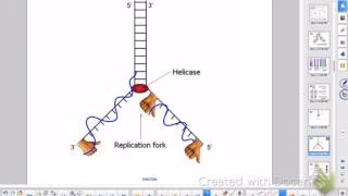 DNA Replication (AP Ch 12)