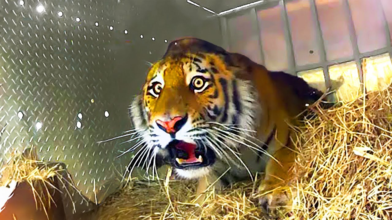 Animals Experiencing Freedom for the First Time Ever! – Video