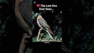 The last passenger pigeon ever seen 💔 #Shorts #ExtinctAnimals #History