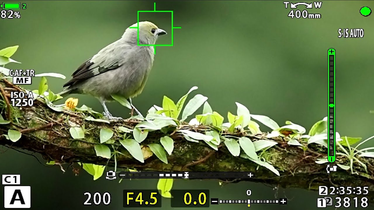 OLYMPUS EM1X // DETEKCE PTÁKŮ // BIRD DETECTION YouTube