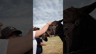Je déteste faire ça #equitation #hunter #dressage #cheval