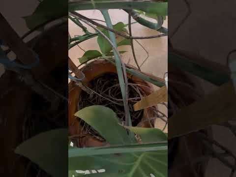 ЛИСТЬЯ МОНСТЕРЫ ЧЕРНЕЮТ #монстера # #комнатныерастения #растения