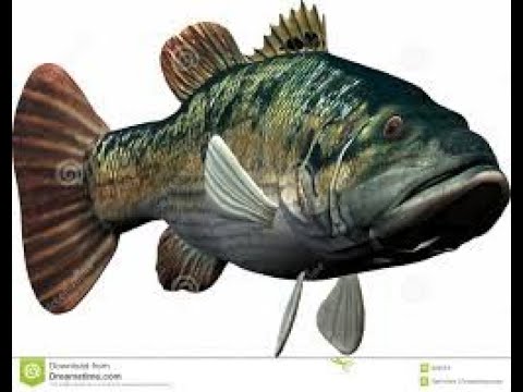 Fassarar Mafalkin Kifi 