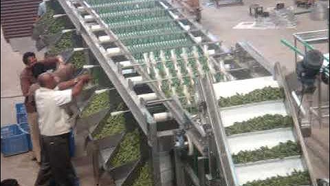 vegetable, fruit,Gherkin grading machine manufactured by Sujay Industries peenya Bangalore