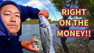 Striper Fishing Sacramento River #fishing #fishingvideo #fishinglife