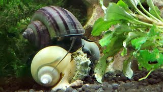 Mystery Snail Laying Eggs, & Eating Snello - Fish Adventures by Skye Gibbens 249 views 4 years ago 24 minutes