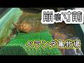 【注意】崩壊寸前のベランダ亀牧場がヤバいです