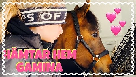 Vlogg! Hämtar Hem Min Nya Ponny Gamina!