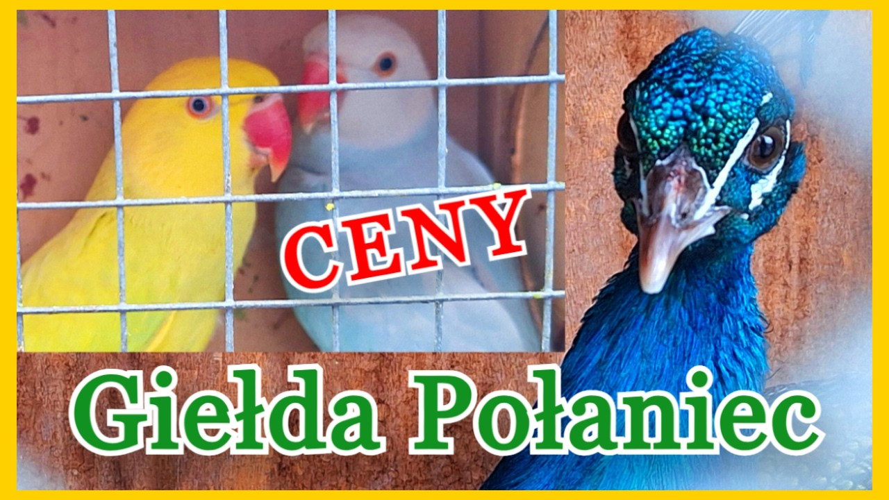 Targ Połaniec Nowa kura w kurniku