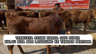 UPDATE HARGA SAPI TERBARU‼️GROSIR SAPI BERGARANSI & TANPA CALO‼️SALAM ABC ASAL BATI CULKE