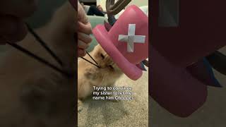 This Might Be Tony Tony Chopper