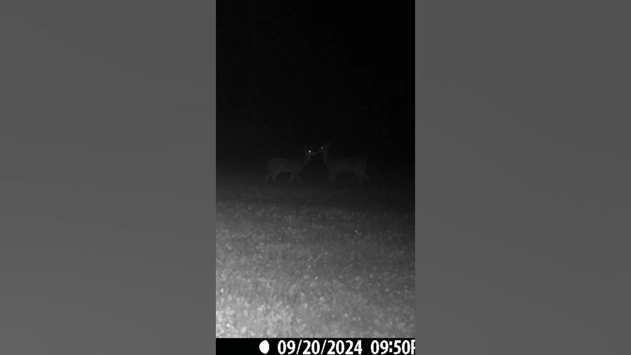 Deer starting to chase each other YouTube