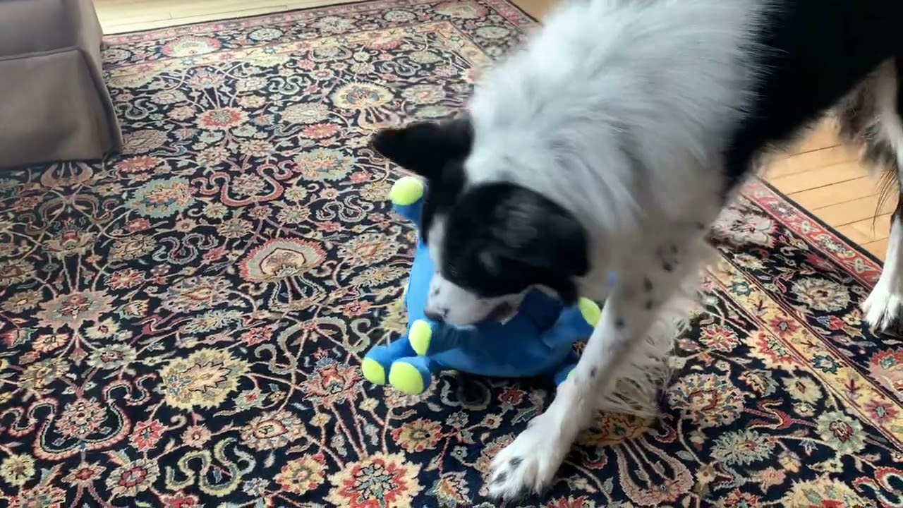 Corgi Tests the New Tearrible Toy // TOY REVIEW 