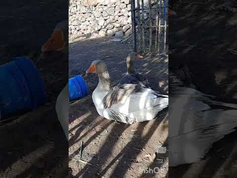 شاهد اروع ردة فعل لبطة اثناء تصويرها فترة تزاوج البط احلى ثنائي بط في العالم عالم البط سياحة