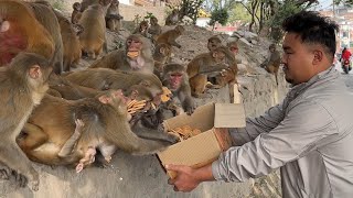 Feeding lots of veritie foods for monkey and helping mix rice for street dogs