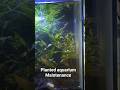 PLANTED AQUARIUM MAINTAINED #aquarium #planetaquarium #fish #fishkeepinghobby