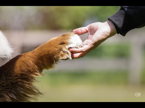 Video: Godt Timet Belønning For Træning Af Hvalpe - Belønningsbaseret Hundetræning - Ren Hvalp